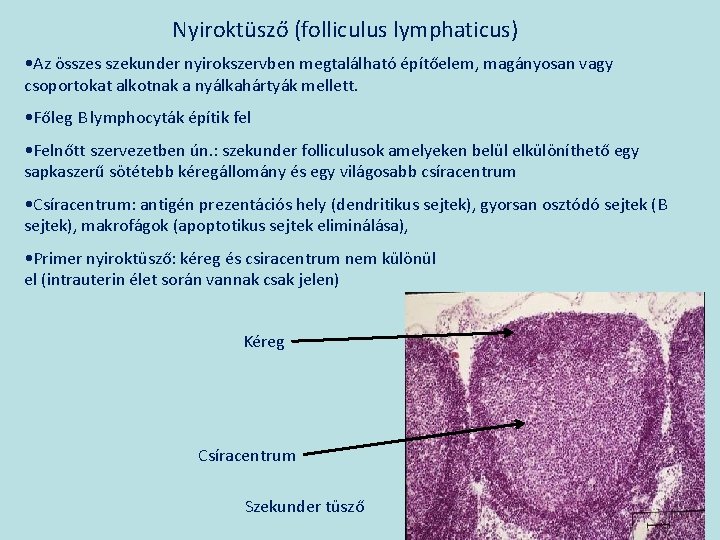 Nyiroktüsző (folliculus lymphaticus) • Az összes szekunder nyirokszervben megtalálható építőelem, magányosan vagy csoportokat alkotnak