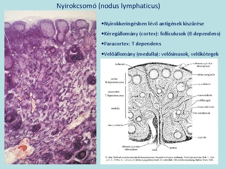 Nyirokcsomó (nodus lymphaticus) • Nyirokkeringésben lévő antigének kiszűrése • Kéregállomány (cortex): folliculusok (B dependens)