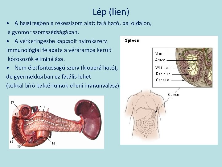 Lép (lien) • A hasüregben a rekeszizom alatt található, bal oldalon, a gyomor szomszédságában.