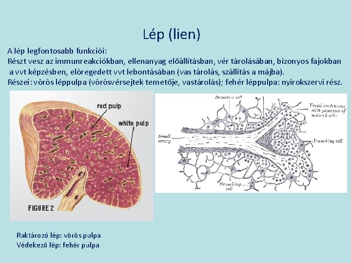 Lép (lien) A lép legfontosabb funkciói: Részt vesz az immunreakciókban, ellenanyag előállításban, vér tárolásában,