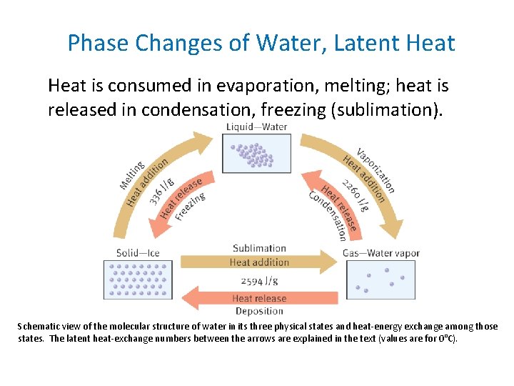 Phase Changes of Water, Latent Heat is consumed in evaporation, melting; heat is released