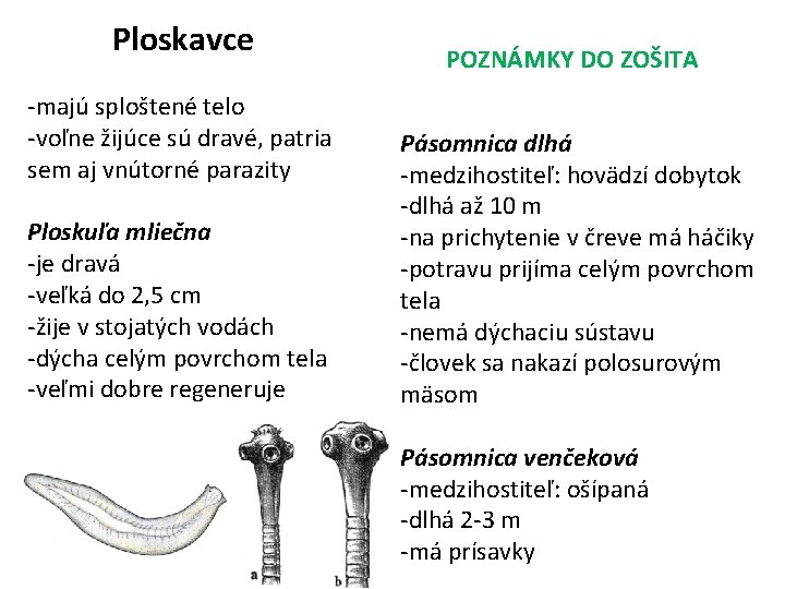 Ploskavce -majú sploštené telo -voľne žijúce sú dravé, patria sem aj vnútorné parazity Ploskuľa