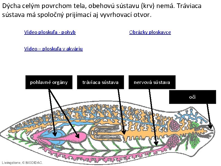 Dýcha celým povrchom tela, obehovú sústavu (krv) nemá. Tráviaca sústava má spoločný prijímací aj