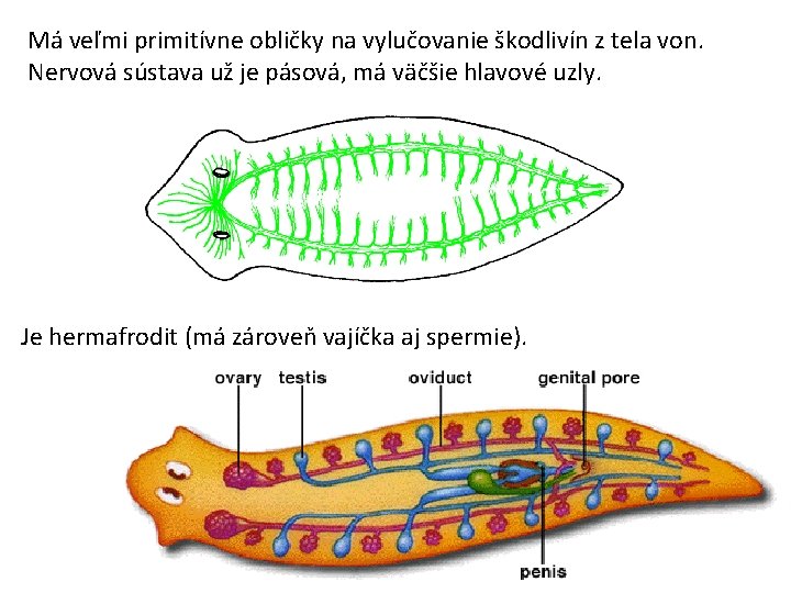 Má veľmi primitívne obličky na vylučovanie škodlivín z tela von. Nervová sústava už je