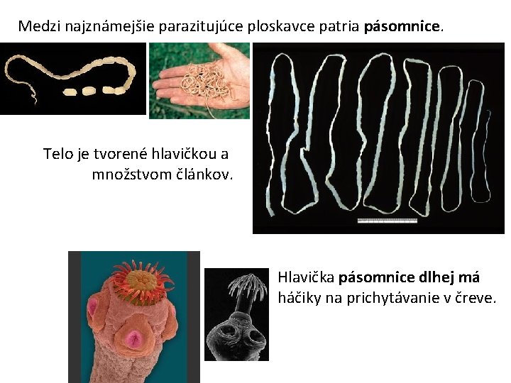 Medzi najznámejšie parazitujúce ploskavce patria pásomnice. Telo je tvorené hlavičkou a množstvom článkov. Hlavička