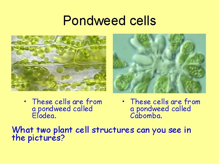 Pondweed cells • These cells are from a pondweed called Elodea. • These cells