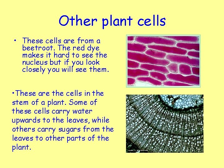 Other plant cells • These cells are from a beetroot. The red dye makes