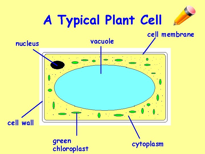 A Typical Plant Cell vacuole nucleus cell membrane cell wall green chloroplast cytoplasm 