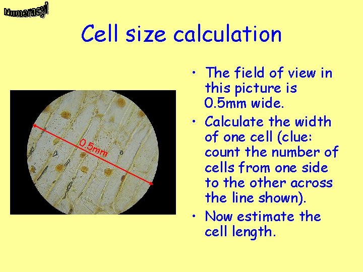 Cell size calculation 0. 5 m m • The field of view in this