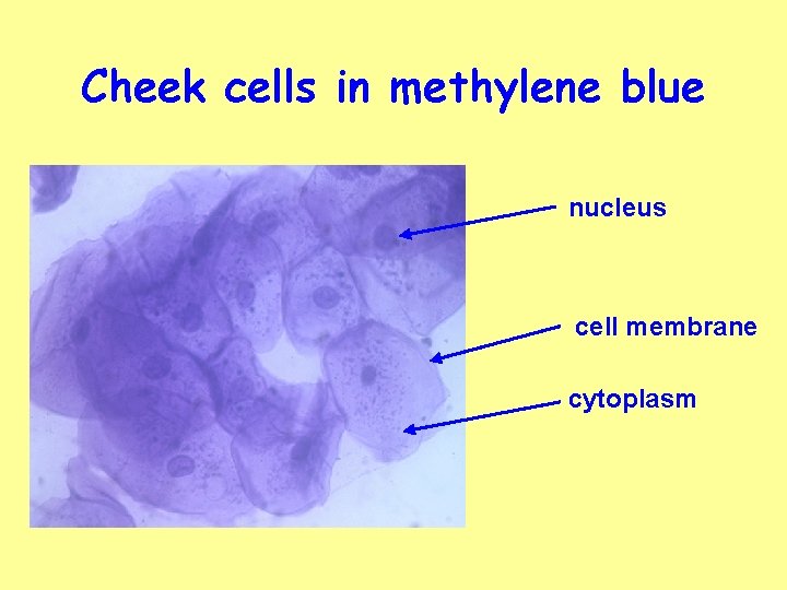 Cheek cells in methylene blue nucleus cell membrane cytoplasm 