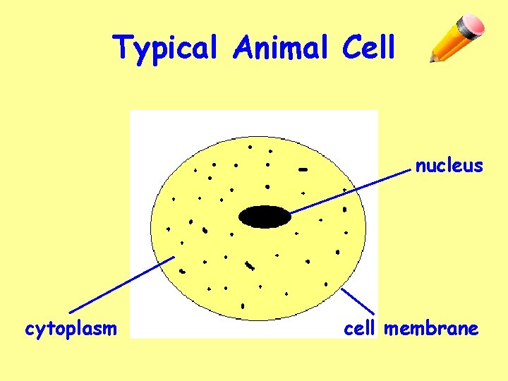 Typical Animal Cell nucleus cytoplasm cell membrane 