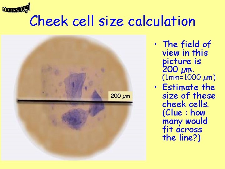 Cheek cell size calculation • The field of view in this picture is 200