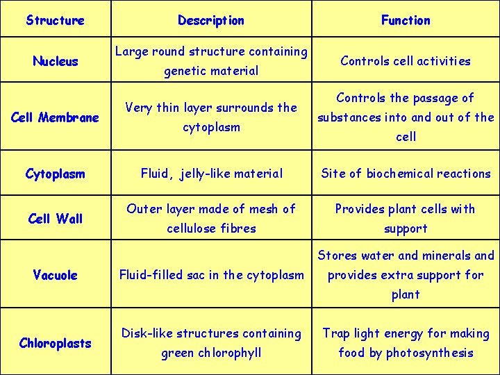 Structure Nucleus Cell Membrane Cytoplasm Cell Wall Description Large round structure containing genetic material