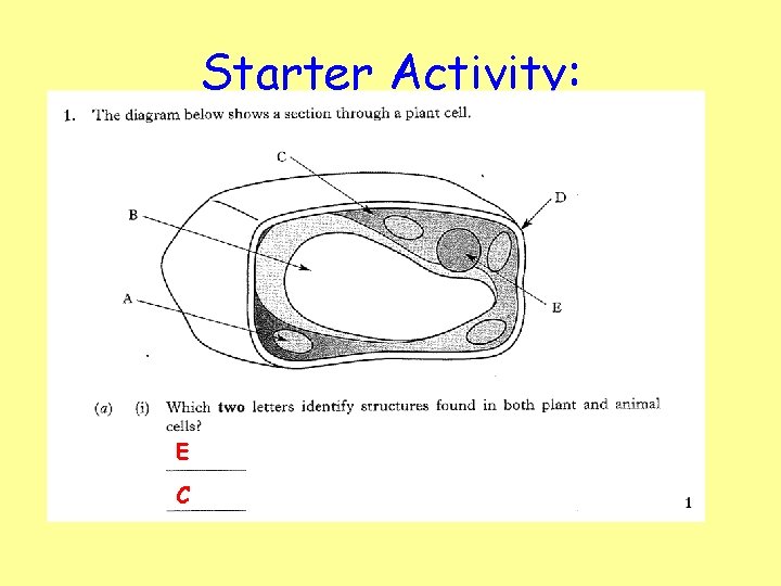 Starter Activity: E C 