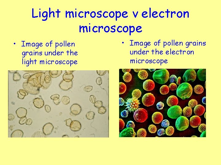 Light microscope v electron microscope • Image of pollen grains under the light microscope