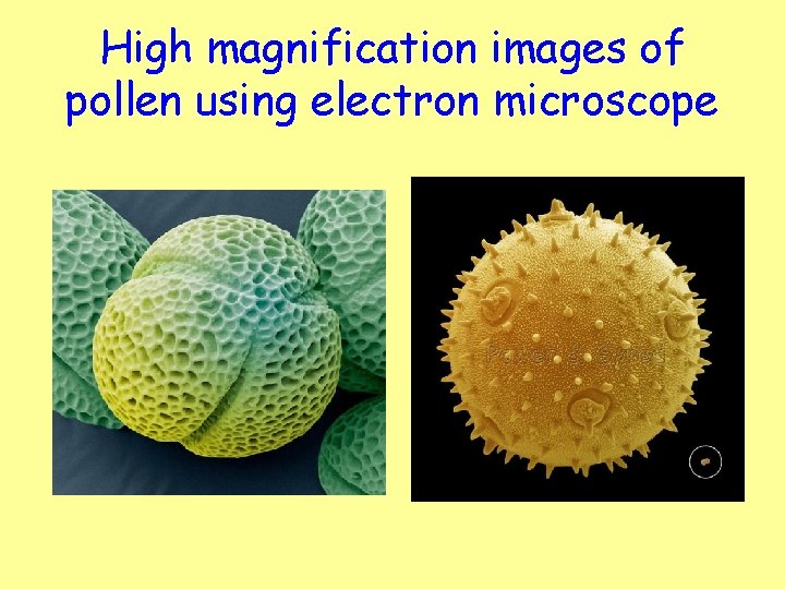 High magnification images of pollen using electron microscope 