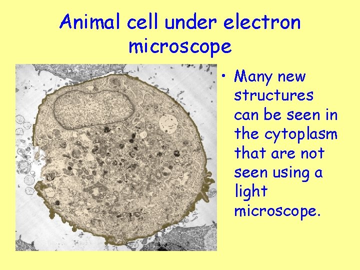 Animal cell under electron microscope • Many new structures can be seen in the