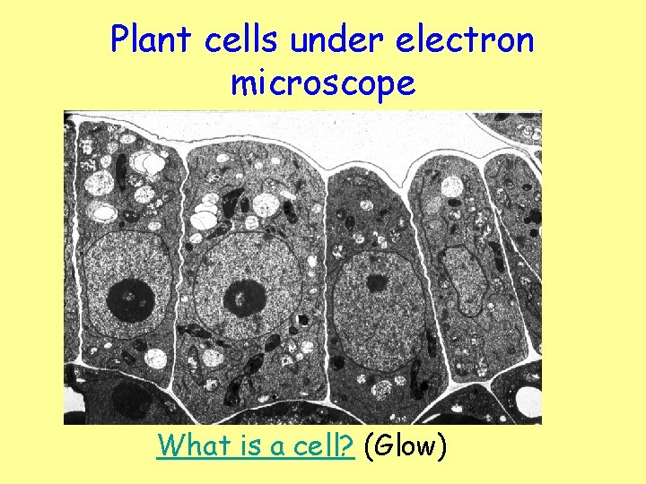 Plant cells under electron microscope What is a cell? (Glow) 