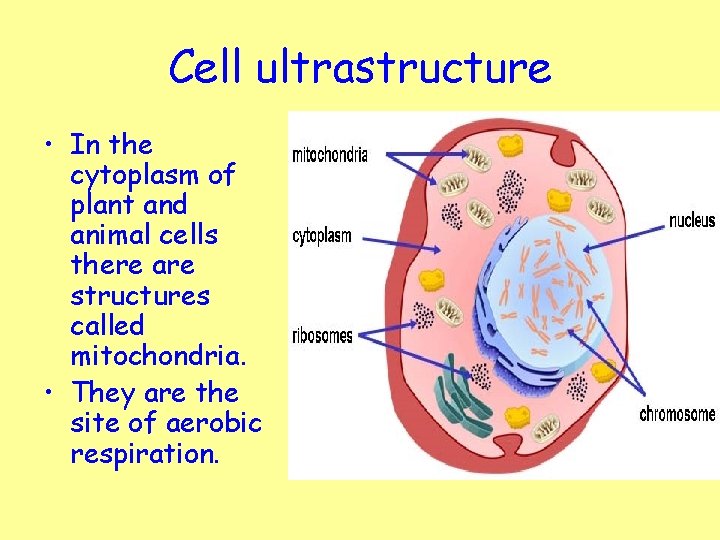 Cell ultrastructure • In the cytoplasm of plant and animal cells there are structures