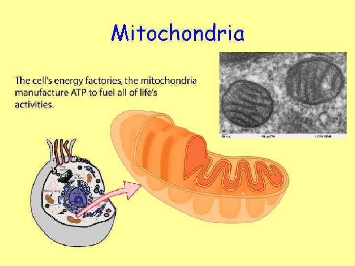 Mitochondria 