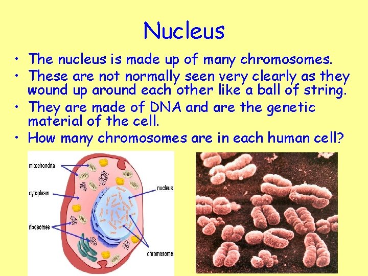 Nucleus • The nucleus is made up of many chromosomes. • These are not