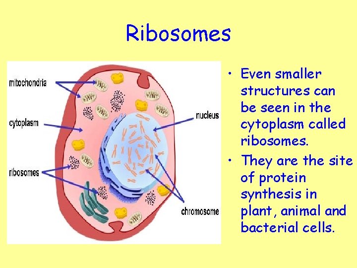 Ribosomes • Even smaller structures can be seen in the cytoplasm called ribosomes. •