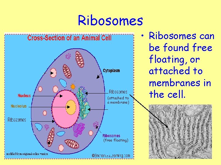 Ribosomes (attached to a membrane) (free floating) • Ribosomes can be found free floating,