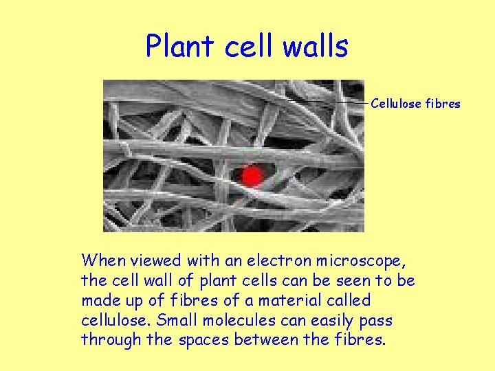 Plant cell walls Cellulose fibres When viewed with an electron microscope, the cell wall