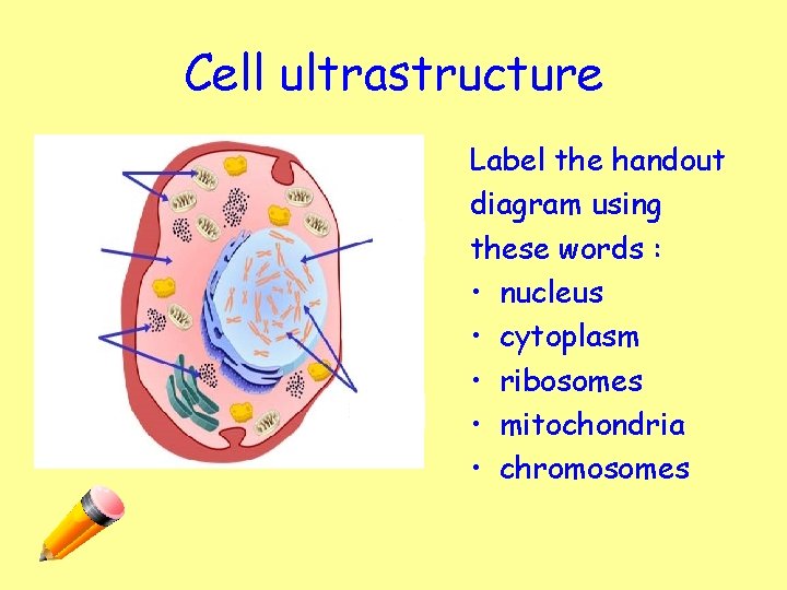 Cell ultrastructure Label the handout diagram using these words : • nucleus • cytoplasm
