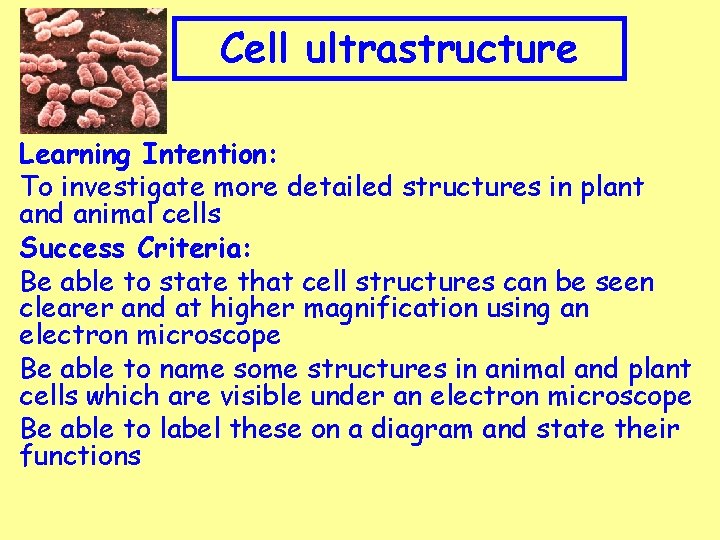 Cell ultrastructure Learning Intention: To investigate more detailed structures in plant and animal cells