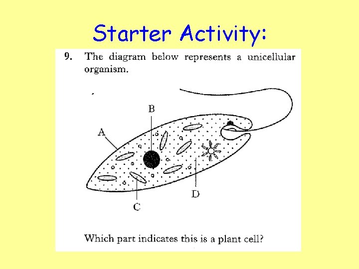 Starter Activity: 