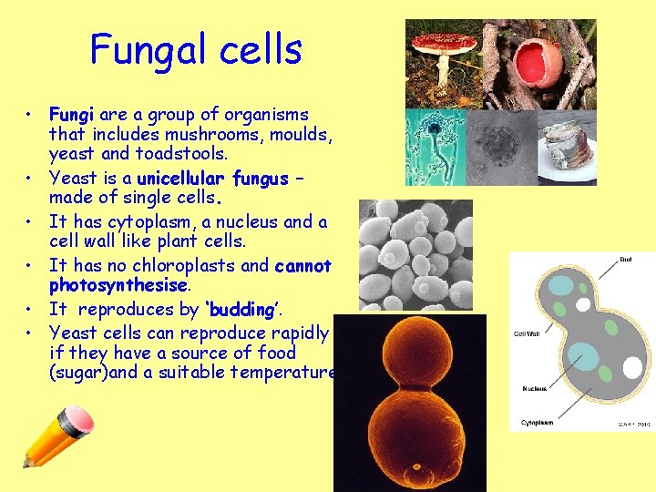 Fungal cells • Fungi are a group of organisms that includes mushrooms, moulds, yeast