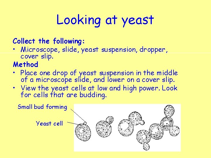 Looking at yeast Collect the following: • Microscope, slide, yeast suspension, dropper, cover slip.