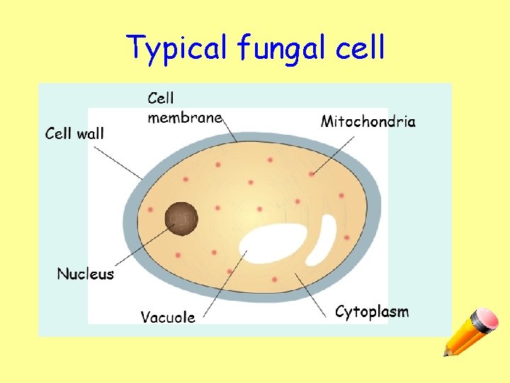 Typical fungal cell 