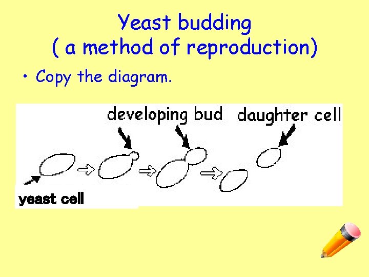 Yeast budding ( a method of reproduction) • Copy the diagram. yeast cell 