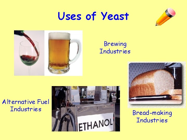 Uses of Yeast Brewing Industries Alternative Fuel Industries Bread-making Industries 