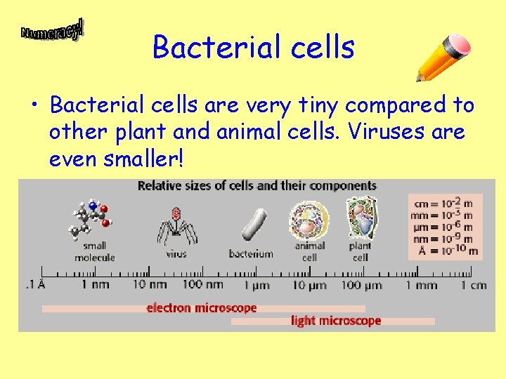 Bacterial cells • Bacterial cells are very tiny compared to other plant and animal