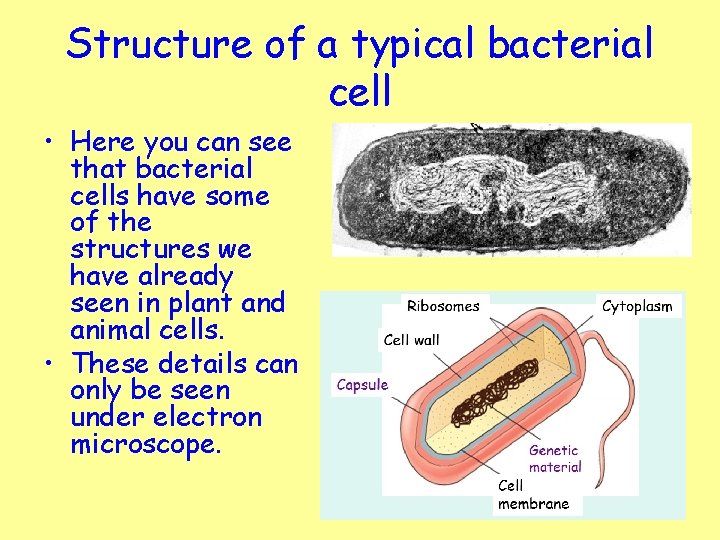 Structure of a typical bacterial cell • Here you can see that bacterial cells
