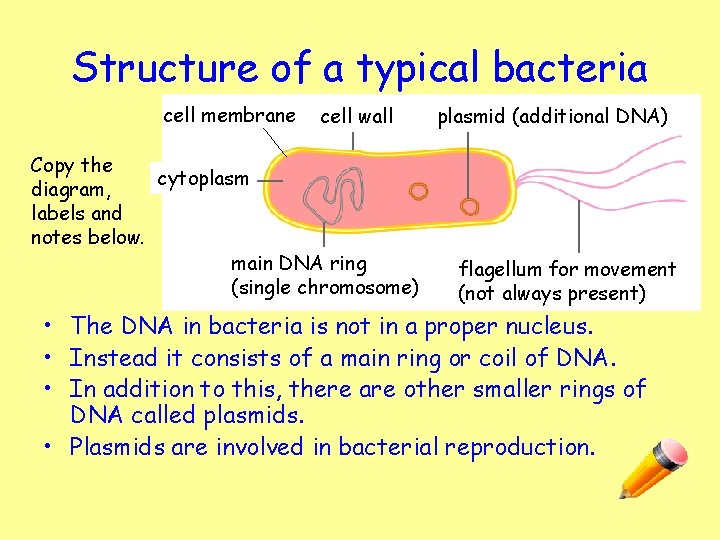 Structure of a typical bacteria cell membrane cell wall Copy the cytoplasm diagram, labels