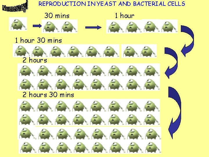 REPRODUCTION IN YEAST AND BACTERIAL CELLS 30 mins 1 hour 30 mins 2 hours