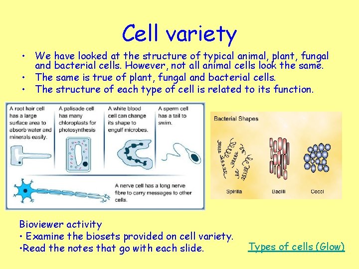 Cell variety • We have looked at the structure of typical animal, plant, fungal