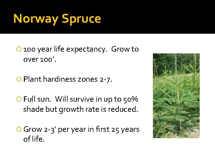 Norway Spruce 100 year life expectancy. over 100’. Grow to Plant hardiness zones 2