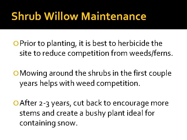 Shrub Willow Maintenance Prior to planting, it is best to herbicide the site to