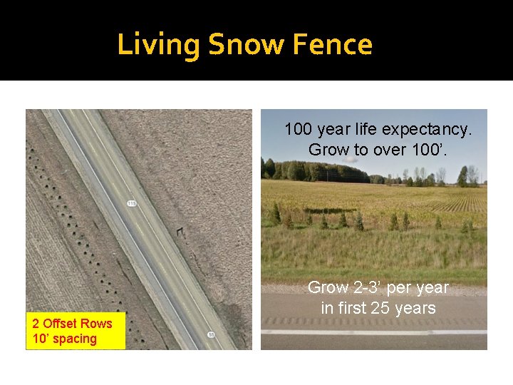 Living Snow Fence 100 year life expectancy. Grow to over 100’. 2 Offset Rows