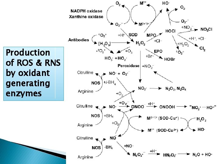 Production of ROS & RNS by oxidant generating enzymes 