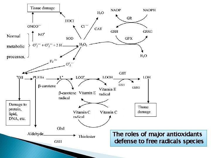 The roles of major antioxidants defense to free radicals species 