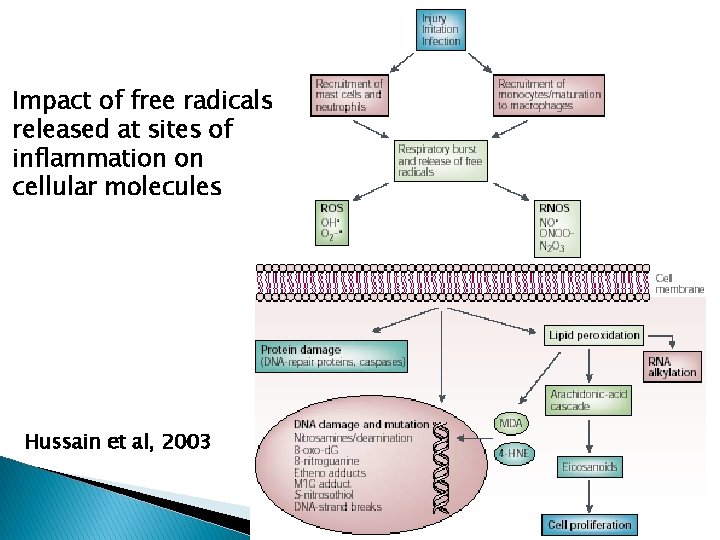 Impact of free radicals released at sites of inflammation on cellular molecules Hussain et