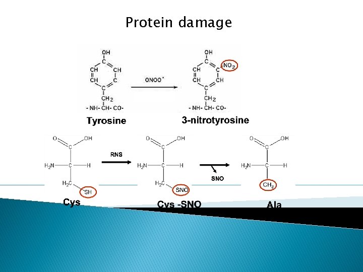 Protein damage 