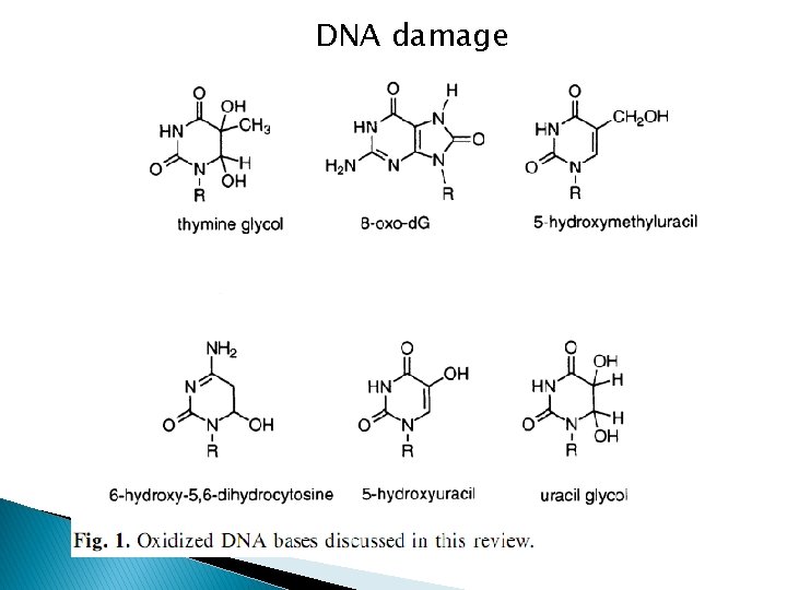 DNA damage 