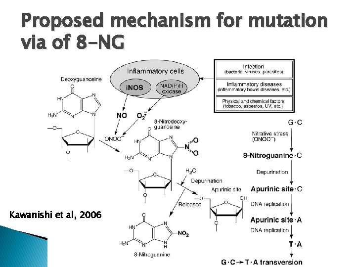 Proposed mechanism for mutation via of 8 -NG Kawanishi et al, 2006 